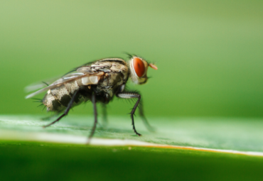 Sciami di mosche e mosconi sugli alimenti? ecco le trappole più avanzate