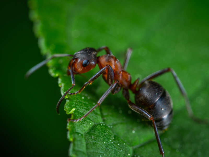 Rimedi contro le formiche:3 bufale e 3 metodi efficaci