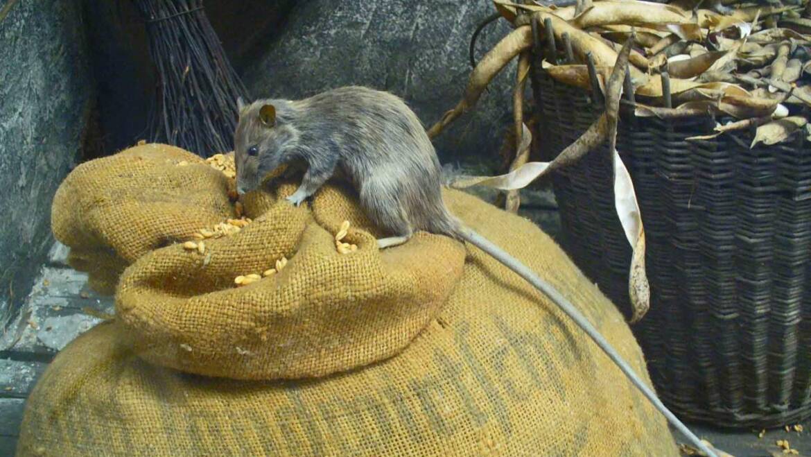 Prevenire il rischio roditori nelle aziende agroalimentari con l’avvicinarsi dell’inverno