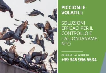 Piccioni e volatili: soluzioni efficaci per il controllo e l’allontanamento
