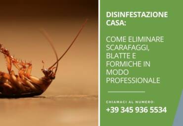 Disinfestazione casa: come eliminare scarafaggi, blatte e formiche in modo professionale