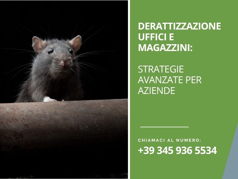 Derattizzazione uffici e magazzini: strategie avanzate per aziende