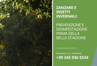 Zanzare e insetti invernali: prevenzione e disinfestazione prima della bella stagione