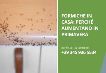 Formiche in casa: perché aumentano in primavera