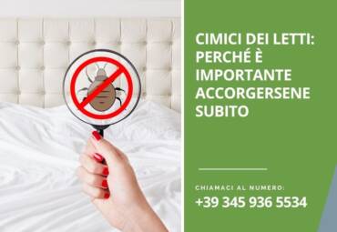 Cimici dei Letti: come riconoscerle prima che il problema peggiori