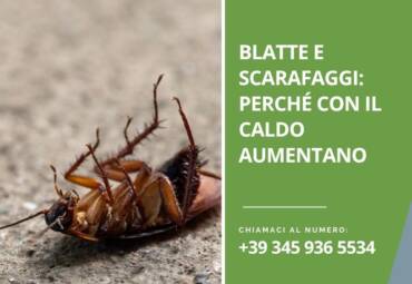 Blatte e scarafaggi: perché con il caldo aumentano