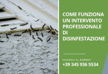 Come funziona un intervento professionale di disinfestazione